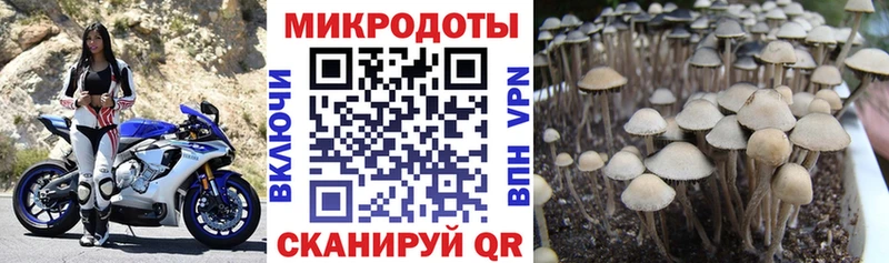 Псилоцибиновые грибы Magic Shrooms  гидра   Чаплыгин  даркнет сайт 